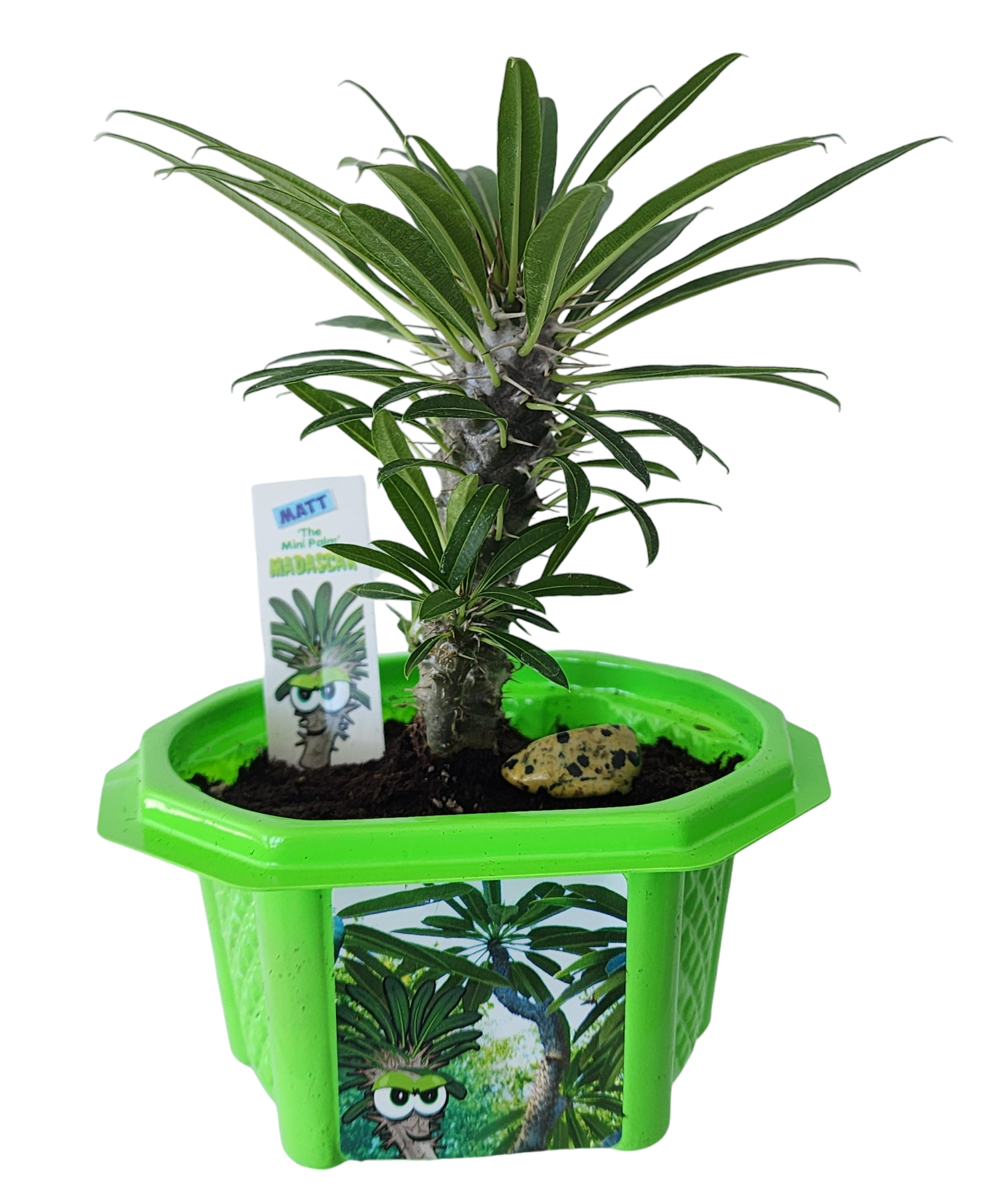 Matt 'The Mini Palm' Madagascar Micro Dome Terrarium