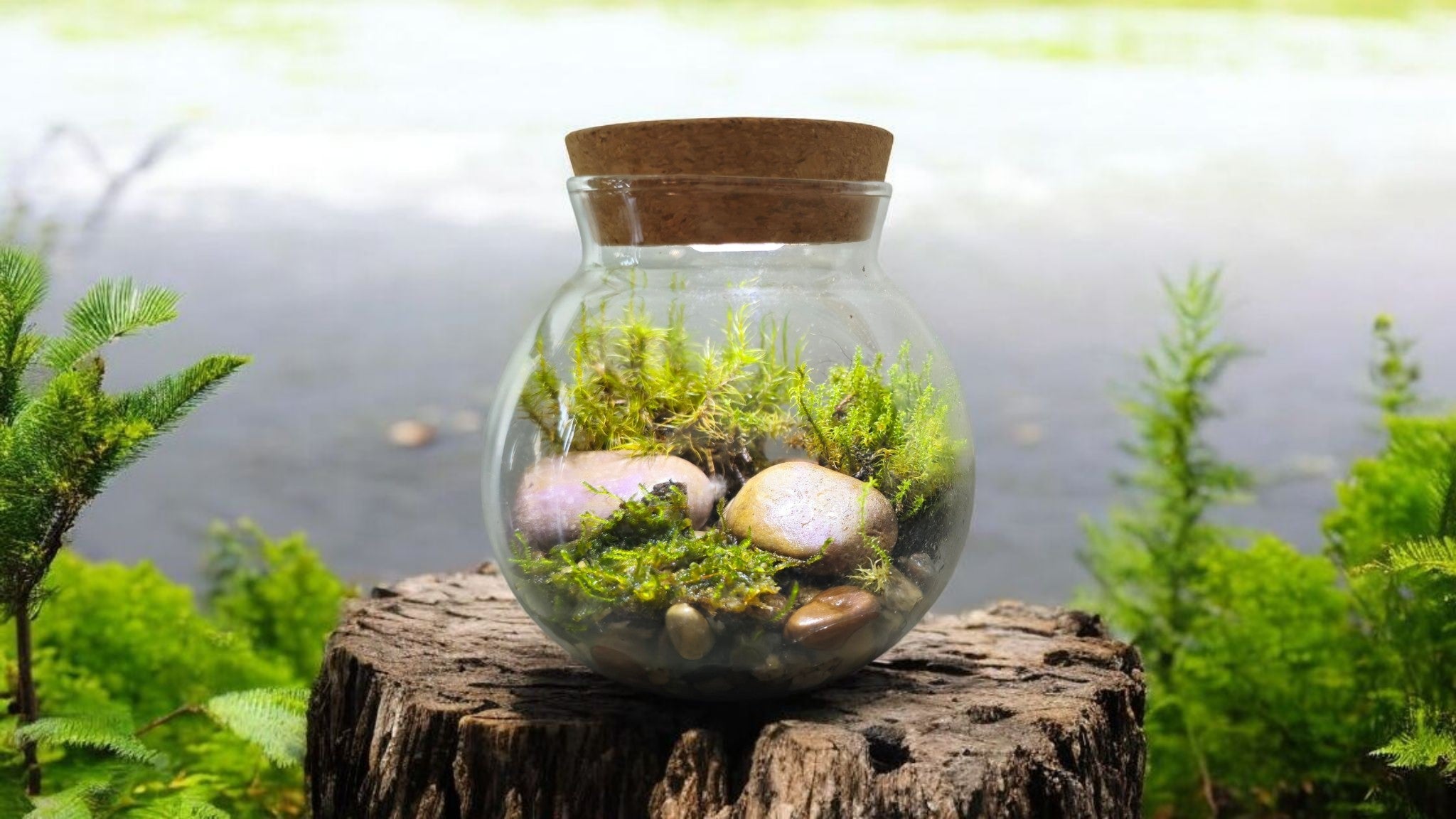 MossBowl- Grow Your Own Beautiful Moss Garden, Complete Kit Come with 3 Mosses!