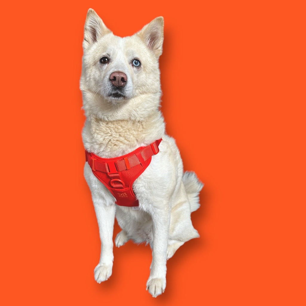 Step In Dog Harness