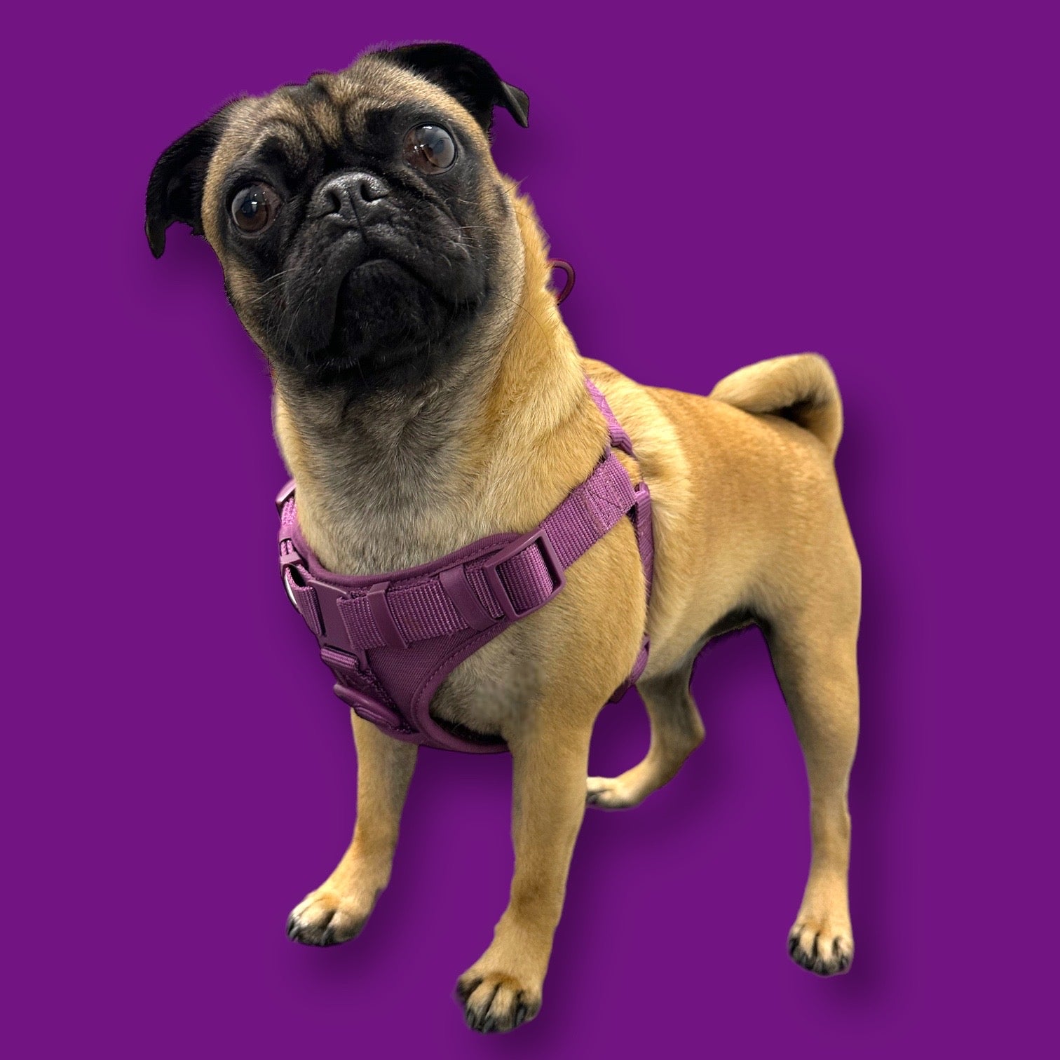Step In Dog Harness