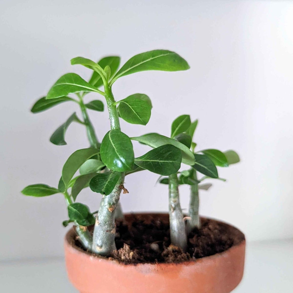 Adenium Obesum 'Desert Rose' Seeds