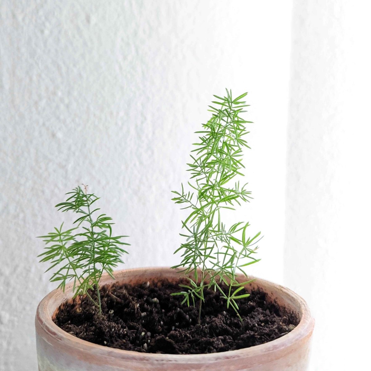 Asparagus Meyeri 'Foxtail Fern' Seeds