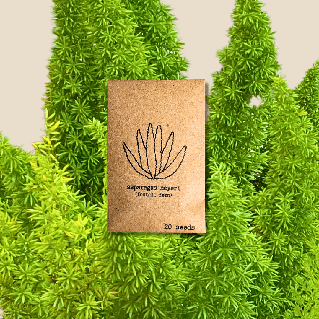 Asparagus Meyeri 'Foxtail Fern' Seeds