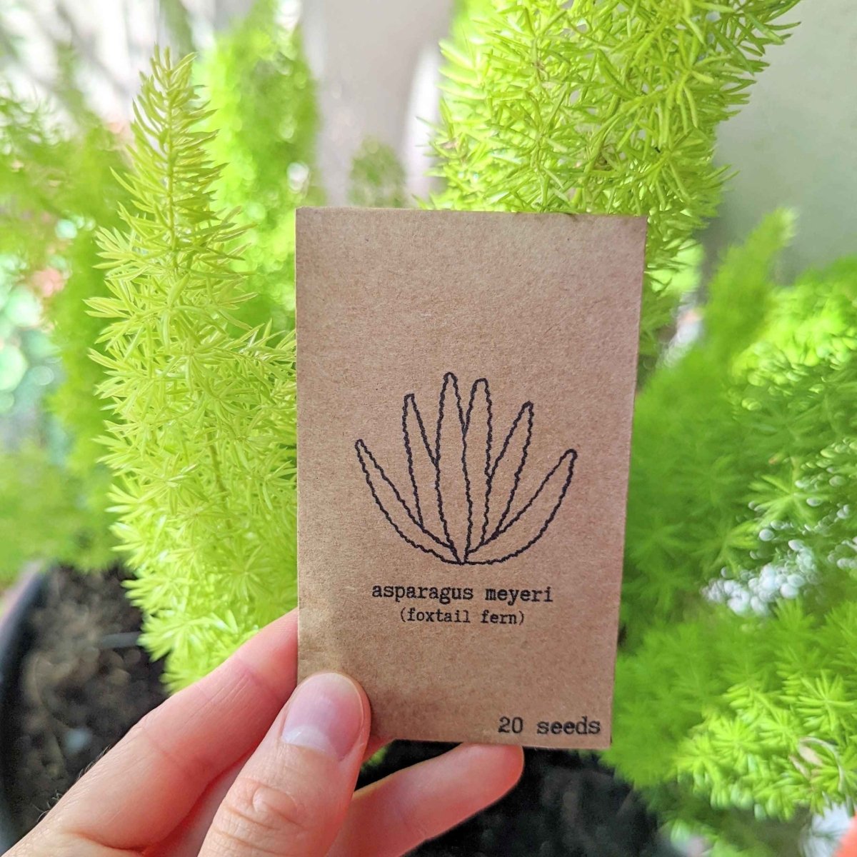 Asparagus Meyeri 'Foxtail Fern' Seeds