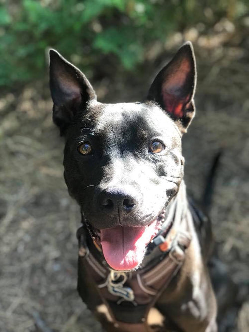 Adopt Don't Shop