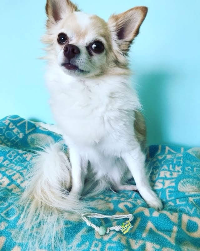 Adopt Don't Shop