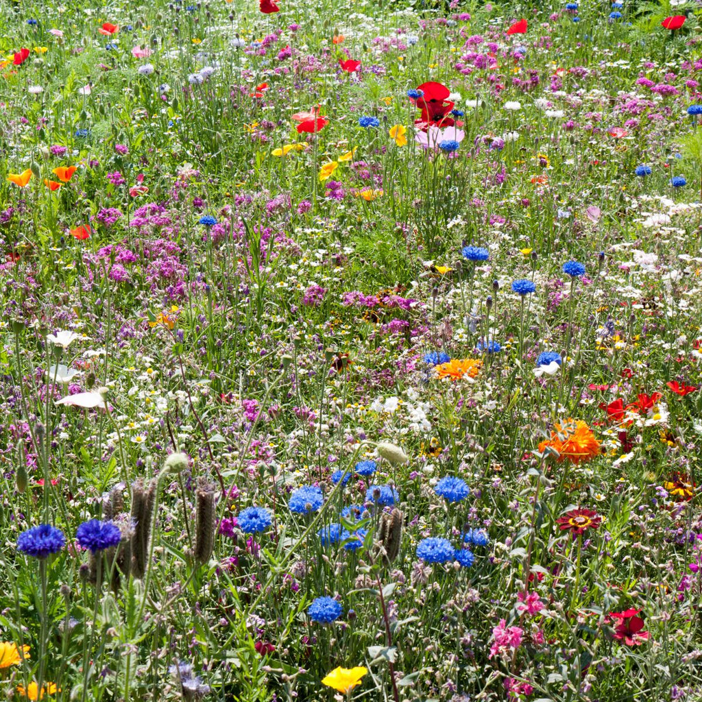 Midwest Wildflower Garden Confetti Seed Balls