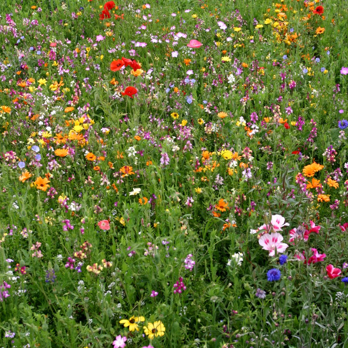 Southwest Wildflower Garden Confetti Seed Balls